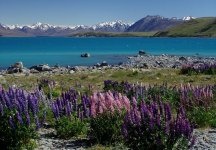 new-zealand-lake-tekapu-lupinien-lake-plant-mountains-nature-landscape.jpg