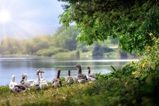 wild-geese-waterfowl-flock-waddling-lake-geese-countryside-birds-water.jpg