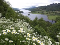 scotland-loch-tummel-queen-s-view-flowers-water-lake-green-landscape-nature.jpg