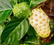 فاكهة النوني او الموريندا