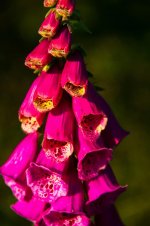 foxgloves-flowers-purple-flowers-nature-close-up-flower-plant-leaf-flower-head.jpg