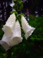 foxgloves-dew-water-morning-while-bloom-flower-nature-garden.jpg