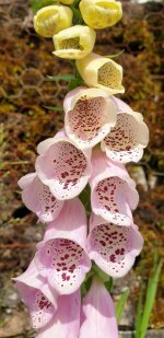 yellow-pink-fox-glove.jpg