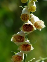 yellow-foxglove-flower-flowers-yellow-brown-digitalis-lutea-plantain-greenhouse-plantaginaceae...jpg