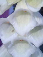 foxglove-white-flower-color-nature-blossom.jpg