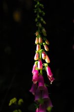 foxglove-flower-green-black-violet.jpg