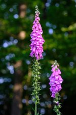 common-foxglove-wild-plant-thimble-flower-forest-giftplanze-pink-digitalis-purpurea-toxic.jpg