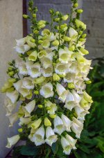 foxgloves-flowers-digitalis-plant-nature-garden-bloom-flora-spring.jpg