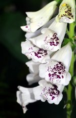 thimble-white-white-foxglove-flower-blossom-bloom-nature-medicinal-plant-plant.jpg