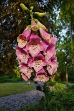 foxglove-flower-purpurea-digitalis-purpurea-petal-bell-shaped-blossom-bloom-herb.jpg