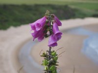 foxgloves-beach-coast-walk-uk-flowers.jpg