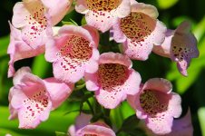 foxgloves-flower-plant-nature-garden-summer-purple-pink-vibrant.jpg