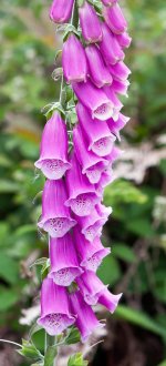 foxglove-flowers-purple-pink-plant-digitalis-nature-blossom-green.jpg