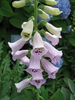 foxglove-digitalis-kansas-city-flower-bloom-nature-pink-spring.jpg