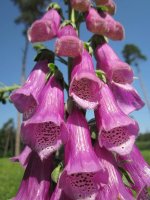 digitalis-purpurea-foxglove-common-foxglove-purple-foxglove-lady-s-glove-wildflower-flora-bota...jpg