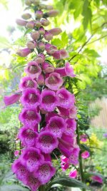 foxglove-digitalis-plantain-plant-flowers.jpg