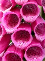 flower-thimble-toxic-digitalis-purpurea-flowers-inflorescence-pink-common-foxglove-plant.jpg