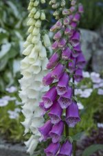 foxglove-foxgloves-flower-purple-white-garden-macro-close-up.jpg