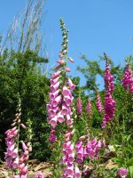 digitalis-purple-foxglove-foxglove-flower-colorful-summer-nature-pink.jpg