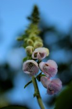 digitalis-foxglove-pink-garden-flowers-toxic-flora.jpg