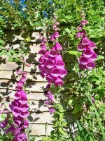 english-country-garden-foxgloves-purple-flowers-bells-beautiful-bright-sunny-day.jpg