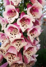 foxglove-flower-digitalis-garden-nature.jpg