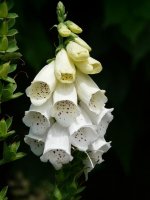 white-foxglove-thimble-medicinal-plant-poisonous-plant-flowers-plant-flora-white.jpg