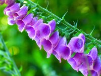 thimble-flower-pink-purple-toxic-blossom-bloom-common-foxglove-digitalis.jpg