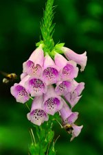 foxglove-flower-plant-thimble-petal-poisonous-pink-purple.jpg