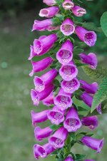 thimble-common-foxglove-digitalis-purpurea-cinquefoil-fox-herbal-bombast-herb-our-dear-women-g...jpg