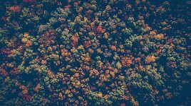 forest-nature-trees-woods-aerial-view-autumn-fall.jpg