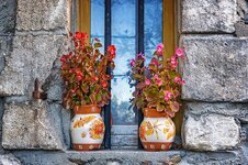 vase-flowers-still-life-close-up-country-life-flower-vase-deco-begonias-window.jpg