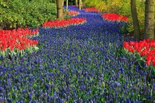 tulip-beautiful-bloom-blooming-blue-dutch-field-flower-garden.jpg