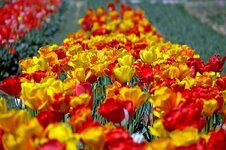 tulips-colorful-flowers-tulip-field-spring.jpg