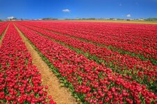 tulip-field-tulips-red-holland-nature-flowers-spring-blossom-bloom.jpg