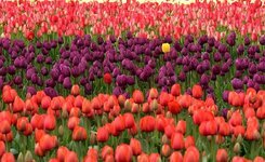 tulips-flowers-red-purple-field-many-standing-out-individual.jpg