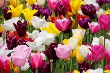 tulips-tulip-field-blossomed-tulip-fields-tulpenbluete-spring.jpg