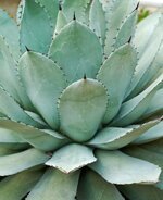 agave-parryi-succulent-thick-leaf-plant-water-storage-desert-spur-turquoise-turquoise-green-dr...jpg