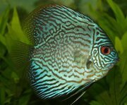 perch-cichlid-discus-cichlid-freshwater-fish-symphysodon-discus-fish-tropical-fish-turquoise.jpg
