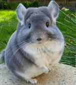 ‏حيوان Chinchilla "شنشيلة"