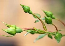 rose-flower-buds-plant-spring-garden-nature.jpg
