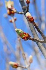 wood-branch-nature-plant-season-leaf-plants-garden-bud-spring.jpg