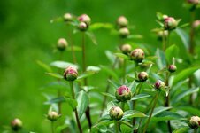 peonies-the-buds-flowers-spring-boost-nature-plants-pink-foliage.jpg