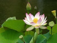 lotus-blossom-plant-flower-nature-bloom-petal-white-water.jpg