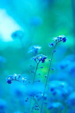 cool-blue-buds-summer-light-backdrop-nature-blossom-flower.jpg