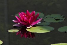 water-lily-close-up-teichplanze-water-flower-bloom-summer.jpg