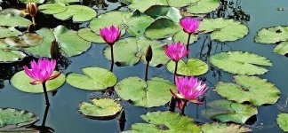 pond-waterlily-lotus-water-pink-lily.jpg