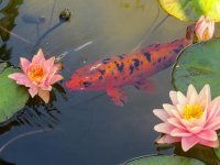 nature-water-animal-fish-flower-water-lily-goldfish-koj-pond.jpg