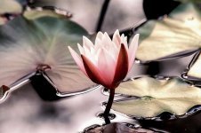 water-lily-water-water-flower-nuphar-lutea-lake-rosengewachs-pond-plant-aquatic-plant-mirrorin...jpg
