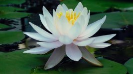 lily-flower-water-water-flower-water-plant-water-lily-pond-nature-flowers.jpg